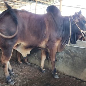 TAG 421-435 KG (Approx up to Eid)