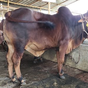 TAG 425-468 KG (Approx up to Eid)