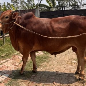 TAG 410-358 KG (Approx up to Eid)