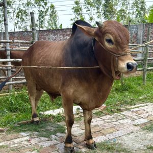 TAG 407-359 KG (Approx up to Eid)