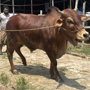 TAG 405-363 KG (Approx up to Eid)