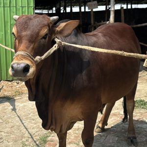 TAG 420-368 KG (Approx up to Eid)