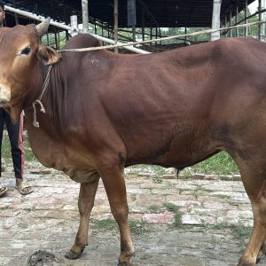 (Sold)TAG 467-250 KG (Approx up to Eid)
