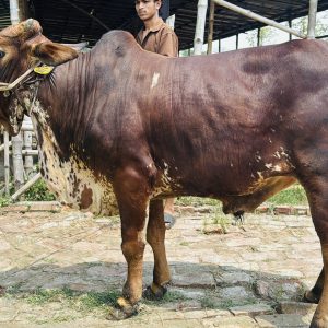 TAG 408-333 KG (Approx up to Eid)