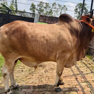 (SOLD)TAG 403-488 KG (Approx up to Eid)