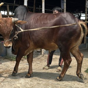 TAG 417-342 KG (Approx up to Eid)