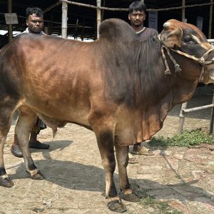 TAG 414-341 KG (Approx up to Eid)