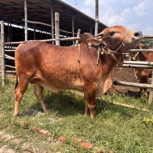 TAG 415-348 KG (Approx up to Eid)
