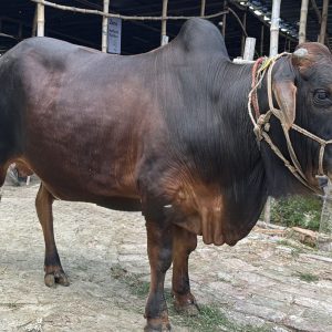 TAG 419-370 KG (Approx up to Eid)