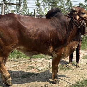 TAG 411-360 KG (Approx up to Eid)