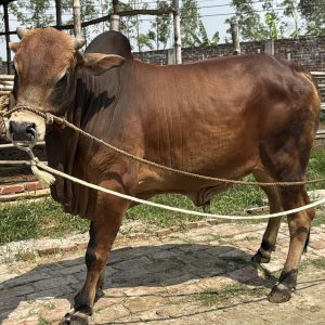 TAG 416-345 KG (Approx up to Eid)