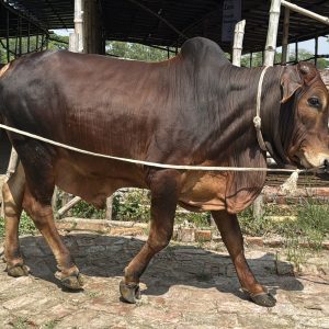 (Sold)TAG 412-379 KG (Approx up to Eid)