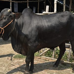 TAG 404-323 KG (Approx up to Eid)