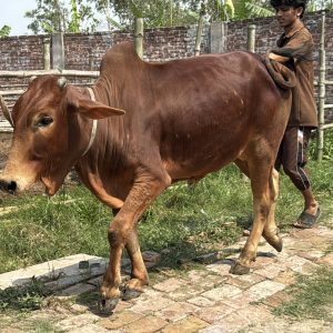 TAG 406-265 KG (Approx up to Eid)