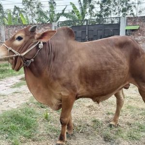 TAG 401-380 KG (Approx up to Eid)