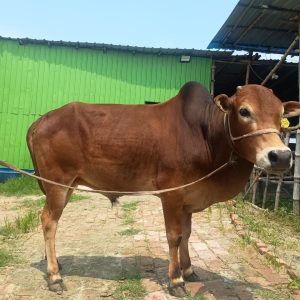 (sold)TAG 473-223 KG (Approx up to Eid)