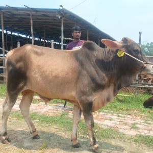 (Sold)TAG 457-263 KG (Approx up to Eid)