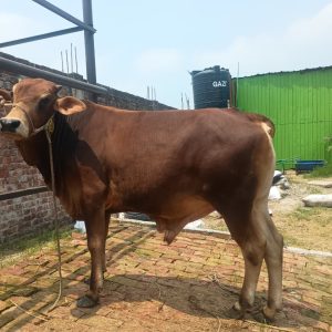 (Sold)TAG 487-293 KG (Approx up to Eid)