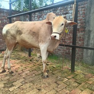 (Sold)TAG 451-257 KG (Approx up to Eid)