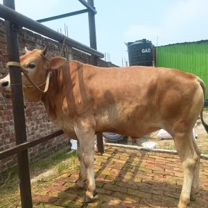 TAG 463 - 258 KG (Approx up to Eid)