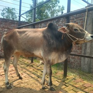 TAG 459-187 KG (Approx up to Eid)