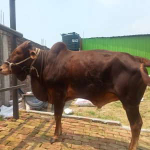 TAG 478-224KG (Approx up to Eid)