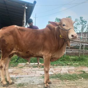 TAG 465-251 KG (Approx up to Eid)