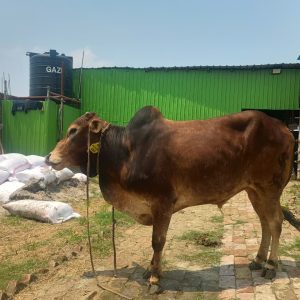 TAG 484-249 KG (Approx up to Eid)