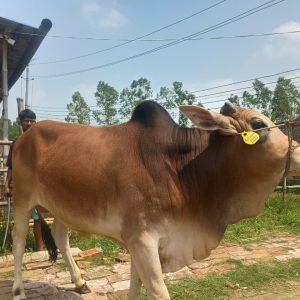 (SOLD)- TAG 486-286 KG (Approx up to Eid)