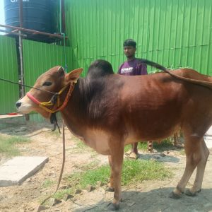 (SOLD)TAG 477-260 KG (Approx up to Eid)