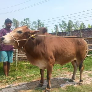 (Sold)TAG 447-240 KG (Approx up to Eid)