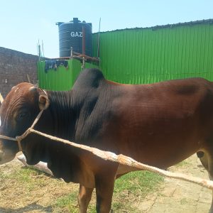(Sold)TAG 445-250 KG (Approx up to Eid)
