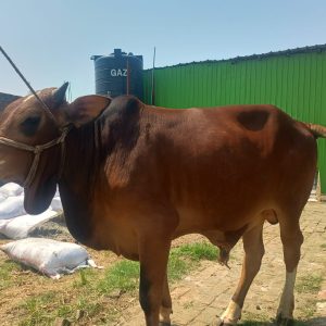 TAG 483-304 KG (Approx up to Eid)