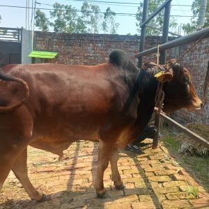 TAG 480-305 KG (Approx up to Eid)