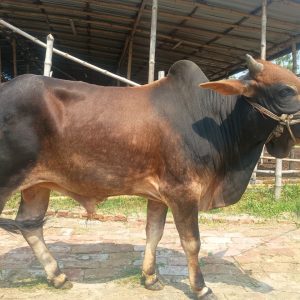 (Sold)TAG 481-311 KG (Approx up to Eid)