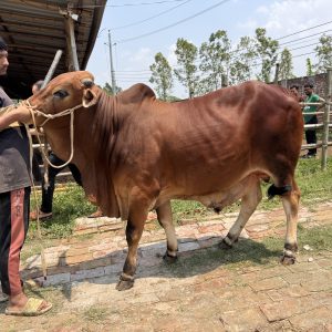 TAG 409-362 KG (Approx up to Eid)