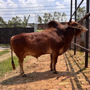 (Sold)TAG 97-458 KG (Approx up to Eid)