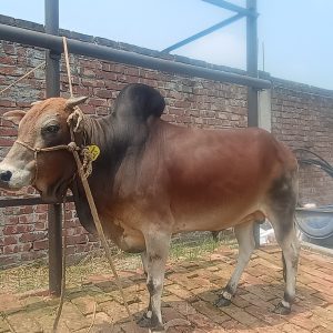 (Sold)TAG 443(Fighter)-203KG (Approx up to Eid)