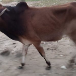 (Sold)TAG 479-162 KG (Approx up to Eid)