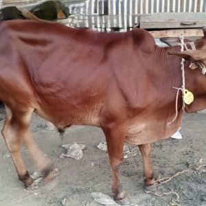 (Sold)TAG 476-160 KG (Approx up to Eid)