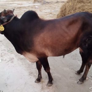 (Sold)TAG 500-194 KG (Approx up to Eid)