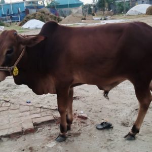 (Sold)TAG 498-210 KG (Approx up to Eid)