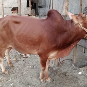 (Sold)TAG 482-181 KG (Approx up to Eid)