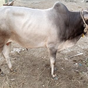 (Sold)TAG 499-201 KG (Approx up to Eid)