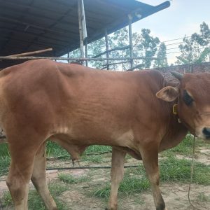 (Sold)TAG 485-189 KG (Approx up to Eid)