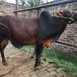 (SOLD)TAG 479-281 KG (Approx up to Eid)